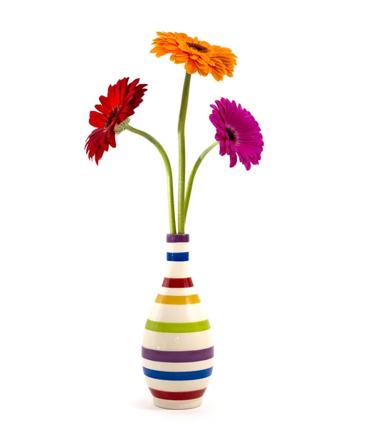 Flores de gerbera em um vaso isolado — Fotografia de Stock