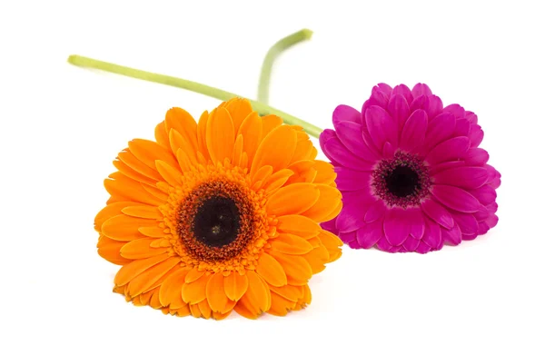 Flores de gerbera isoladas — Fotografia de Stock