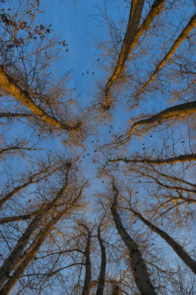 Stromy pokryté mrazem a vrány nad nimi. Západ slunce v zimě — Stock fotografie