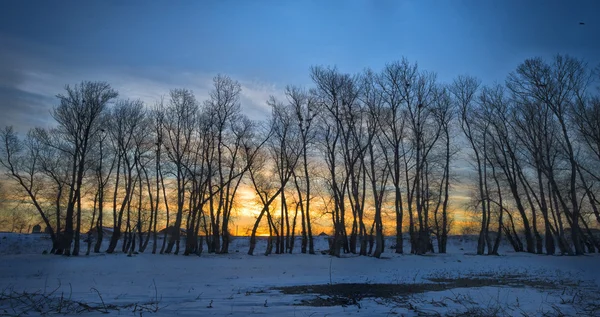 Bäume mit Frost bedeckt und Krähen über ihnen. Wintersonnenuntergang — Stockfoto