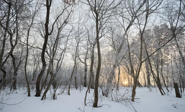 Zimowy krajobraz. drzewa pełne śniegu — Zdjęcie stockowe