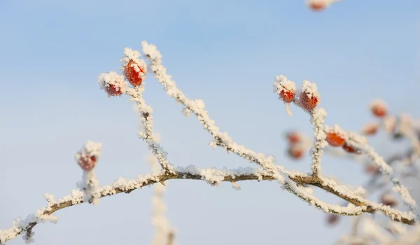 Pinggul mawar tertutup salju di musim dingin — Stok Foto