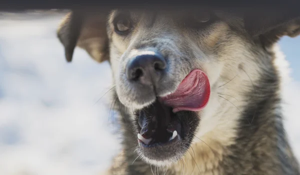 Cão senta-se colando sua língua rosa — Fotografia de Stock