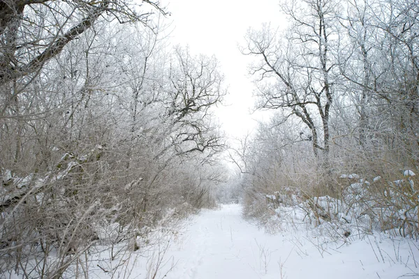 Winterlandschaft. Bäume voller Schnee — Stockfoto