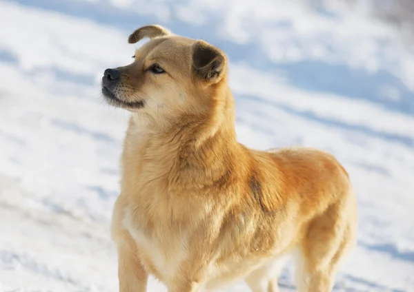 Portret kundel pies w zimie — Zdjęcie stockowe