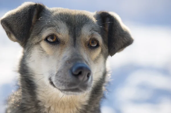 Retrato de um cão rafeiro no inverno — Fotografia de Stock