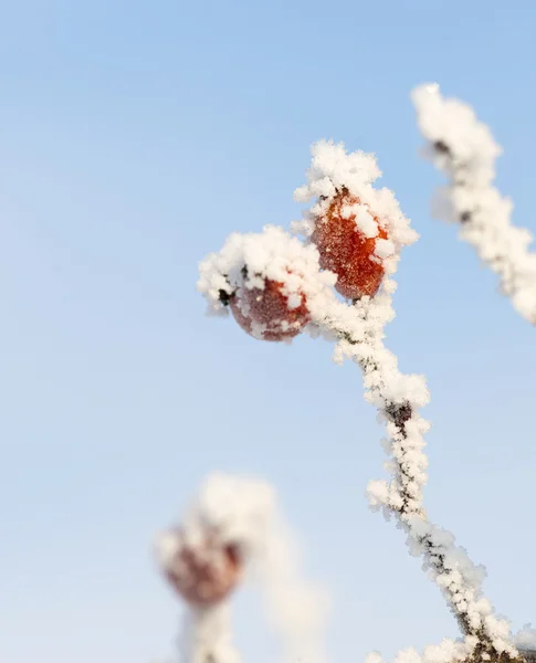 Zmrzlé růžové boky pokryté ledem — Stock fotografie