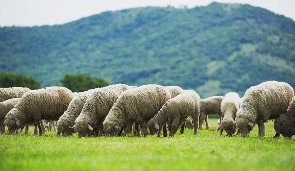Schafherde weidet auf einer grünen Wiese — Stockfoto