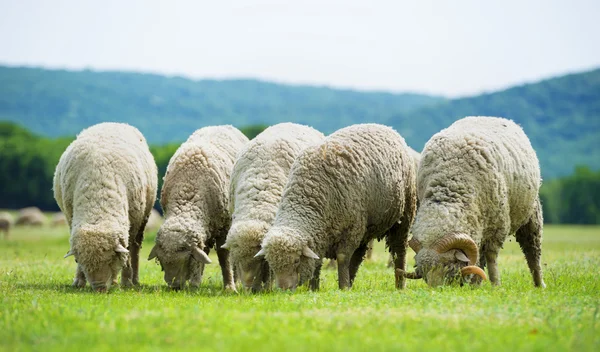 Rebaño de ovejas pastando en un campo verde — Foto de Stock