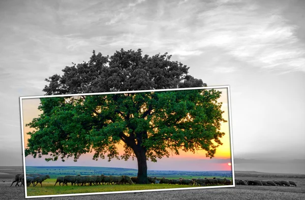 Ovelhas perto de um carvalho velho no pôr do sol — Fotografia de Stock