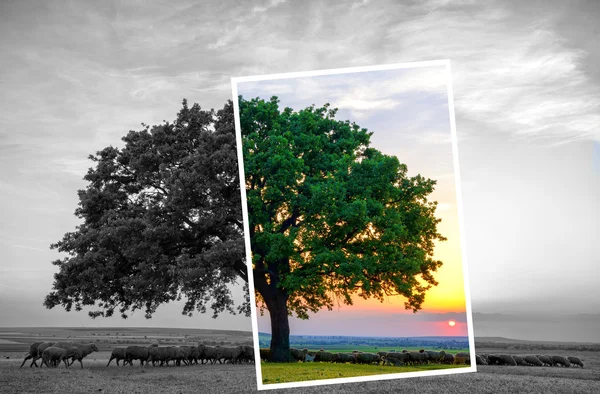 Sheeps near an old oak in the sunset — Stock Photo, Image