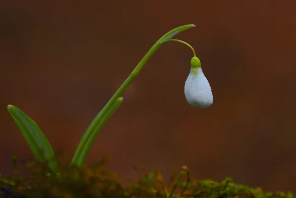 Sněženka izolovaných na přírodní pozadí — Stock fotografie