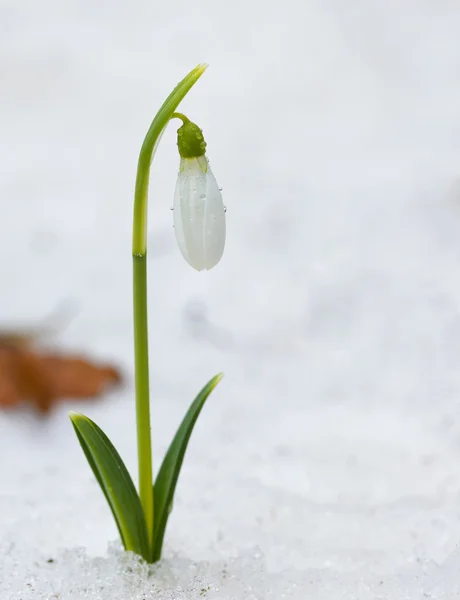 Flores de gota de neve florescendo no inverno — Fotografia de Stock