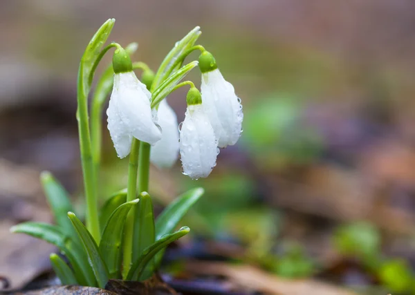 Gruppe schöner frischer Schneeglöckchen im zeitigen Frühling — Stockfoto