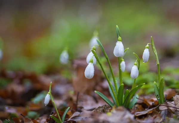 Gotas de neve contra folhas velhas em madeira de primavera — Fotografia de Stock