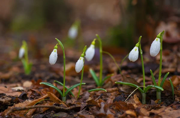 Gotas de neve contra folhas velhas em madeira de primavera — Fotografia de Stock