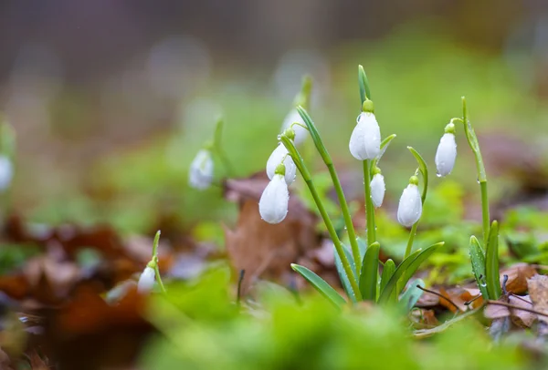 Gotas de neve contra folhas velhas em madeira de primavera — Fotografia de Stock