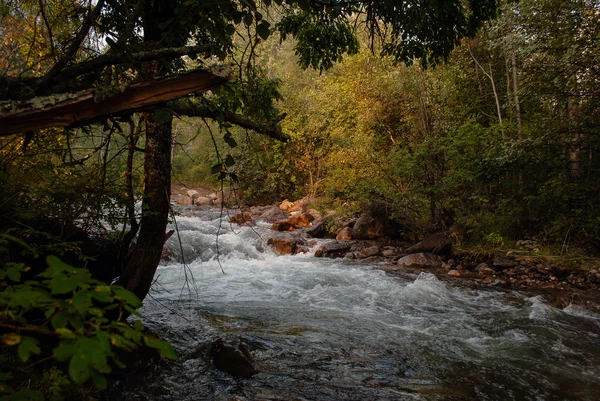 Floresta fluvial de montanha — Fotografia de Stock