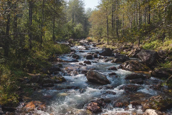Floresta fluvial de montanha — Fotografia de Stock