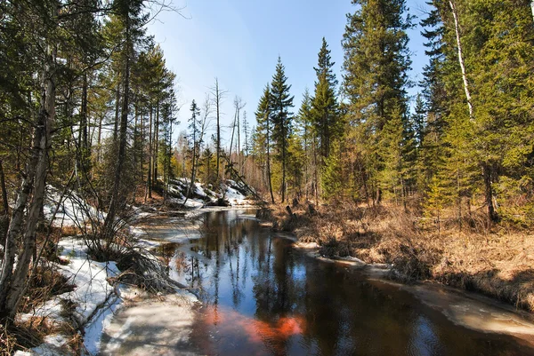 Tayga soğuk nehirde
