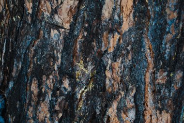 Ağaç kabuğunun arkaplan dokusu