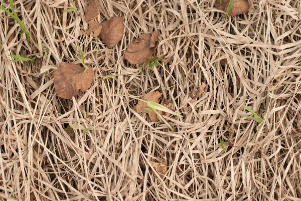 Texture de fond de l'herbe sèche — Photo