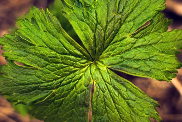 Textura fundo pérola esmeralda folha — Fotografia de Stock