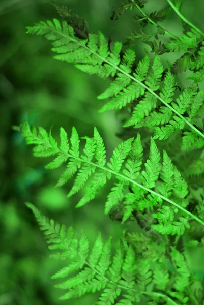 Fondo helecho seco bracken — Foto de Stock