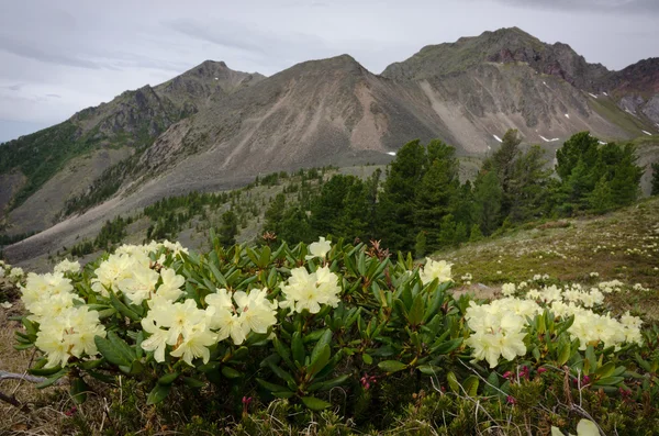 山の背景上に花 — ストック写真