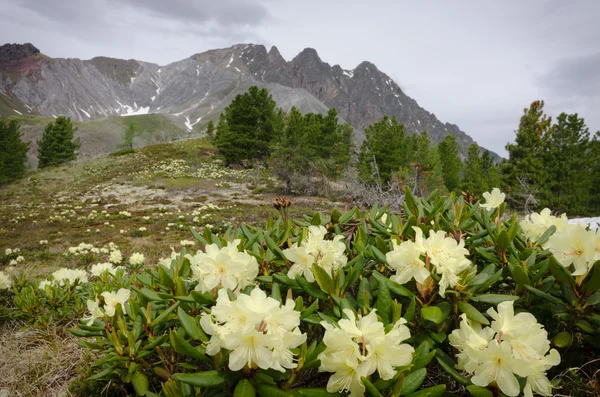 山の背景上に花 — ストック写真