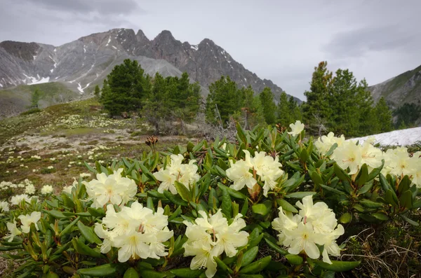 Blumen auf einem Hintergrund von Bergen — Stockfoto