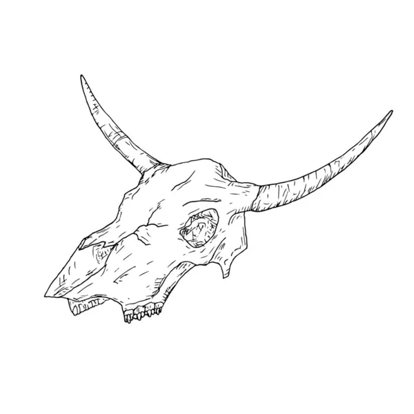 Cráneo de vaca. Ilustración vectorial. Objeto aislado sobre fondo blanco. — Vector de stock