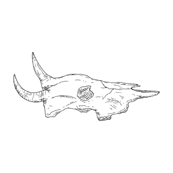 Cráneo de vaca. Ilustración vectorial. Objeto aislado sobre fondo blanco. — Vector de stock