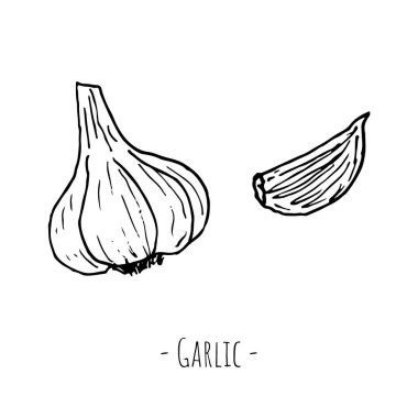 Sarımsak. Beyazda izole edilmiş. Vektör karikatür çizimi. Elle çizilmiş biçim.