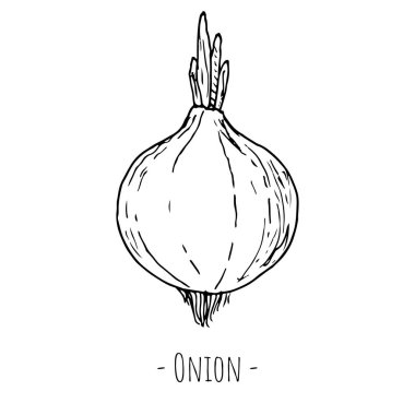 Soğan. Vektör çizimi. Beyazda izole edilmiş. Elle çizilmiş biçim.