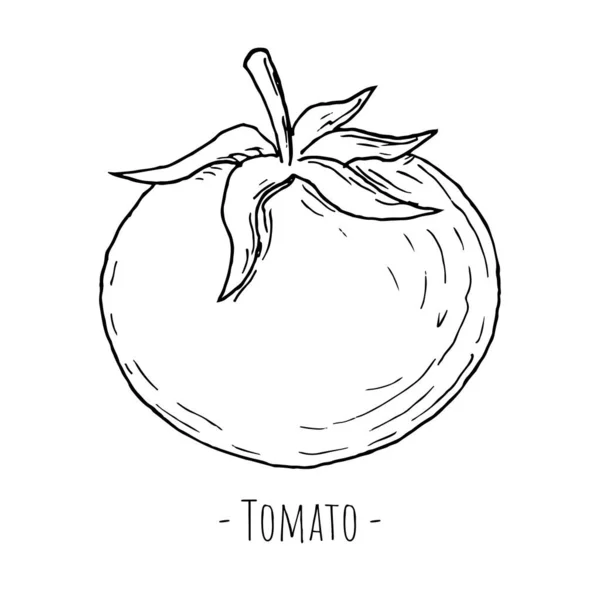 Tomat Vektor Ilustrasi Benda Yang Terisolasi Dengan Warna Putih Gaya - Stok Vektor