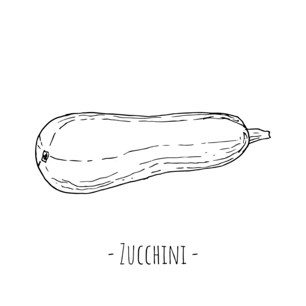 Zucchini Terisolasi Atas Putih Vektor Ilustrasi Gaya Gambar Tangan - Stok Vektor