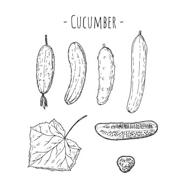 Salatalık. Vektör karikatür çizimi. Beyazda izole edilmiş. El çizimi..