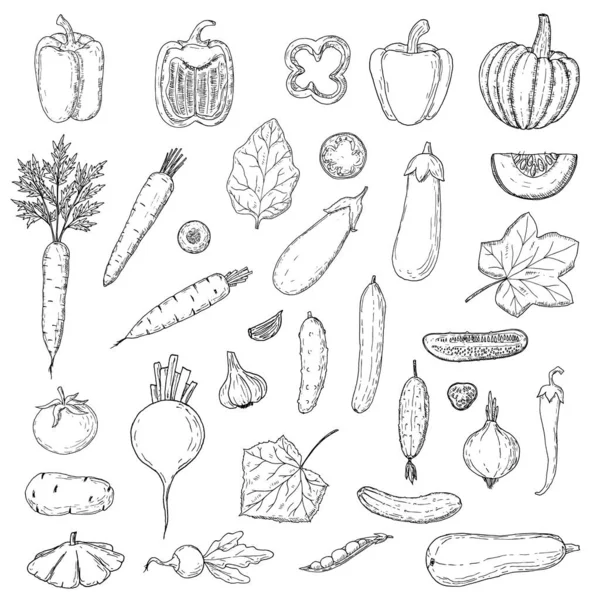 Zelenina nastavena. Vektorové kreslené ilustrace vegetariánů. Izolováno na bílém. — Stockový vektor