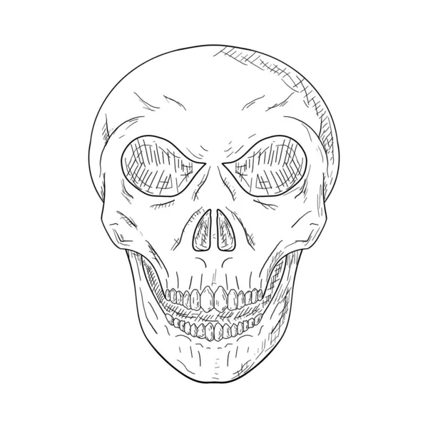 Kafatası. Vektör çizimi. Beyaz üzerine izole bir nesne. Elle çizilmiş biçim.