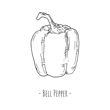 Dolmalık biber. Vektör çizimi. Beyaz arka planda izole bir nesne. Elle çizilmiş biçim.