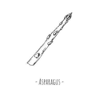 Kuşkonmaz. Vektör çizimi. Beyazda izole edilmiş. Elle çizilmiş biçim.