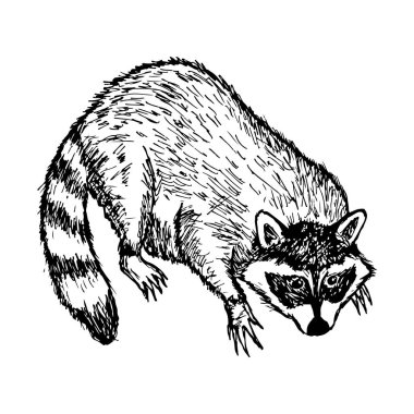Rakun. Vektör çizimi. Beyazda izole edilmiş. El çizimi..
