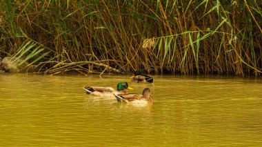 İtalya 'nın orta kesimindeki Santa Sofia' nın küçük bir kasabasında Bidente Dağı 'nda yüzen vahşi ördekler..
