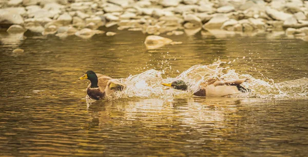 Foto Mostra Dois Patos Reais Machos Mas Não Totalmente Certo — Fotografia de Stock