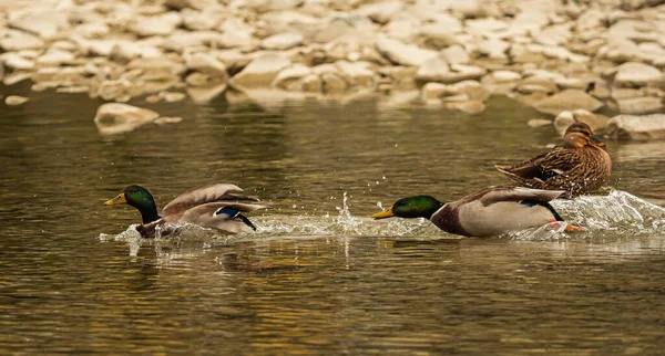 Foto Toont Twee Mannelijke Wilde Eenden Maar Het Niet Helemaal — Stockfoto