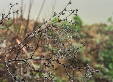 Sonbahar sisi ve sabah çiği ormandaki çayır detaylarını güzel su boncuklarıyla süslüyor..