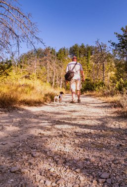 Ormanda, dağ yollarında bir köpekle dolaşıyorum..