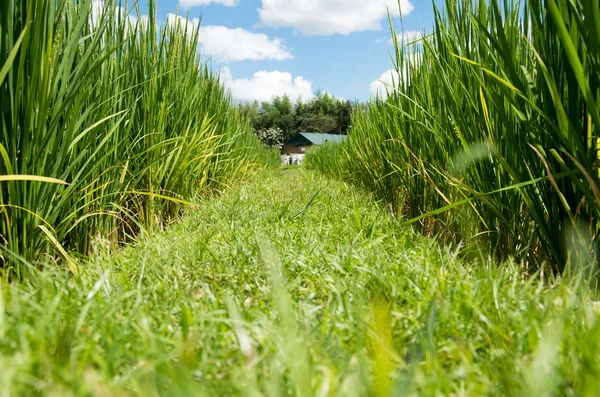 Reisfeld Japan — Stockfoto