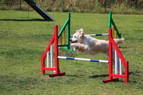 Köpek çeviklik — Stok fotoğraf